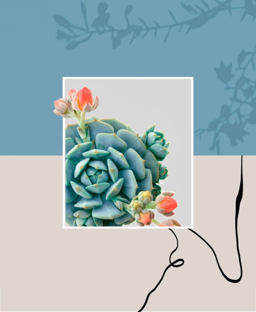 Sustainable cosmetic companies